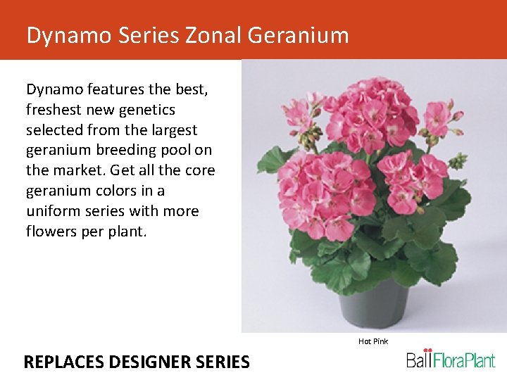 Dynamo Series Zonal Geranium Dynamo features the best, freshest new genetics selected from the