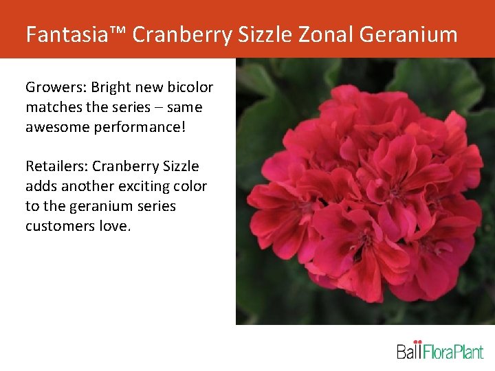 Fantasia™ Cranberry Sizzle Zonal Geranium Growers: Bright new bicolor matches the series – same