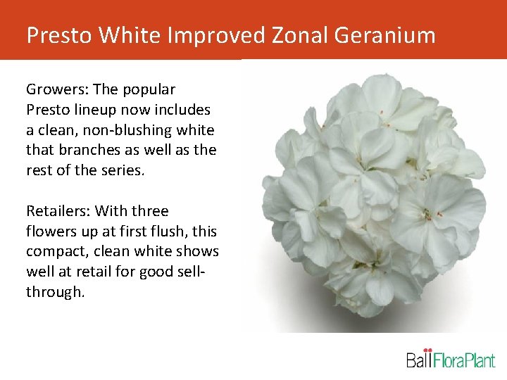 Presto White Improved Zonal Geranium Growers: The popular Presto lineup now includes a clean,