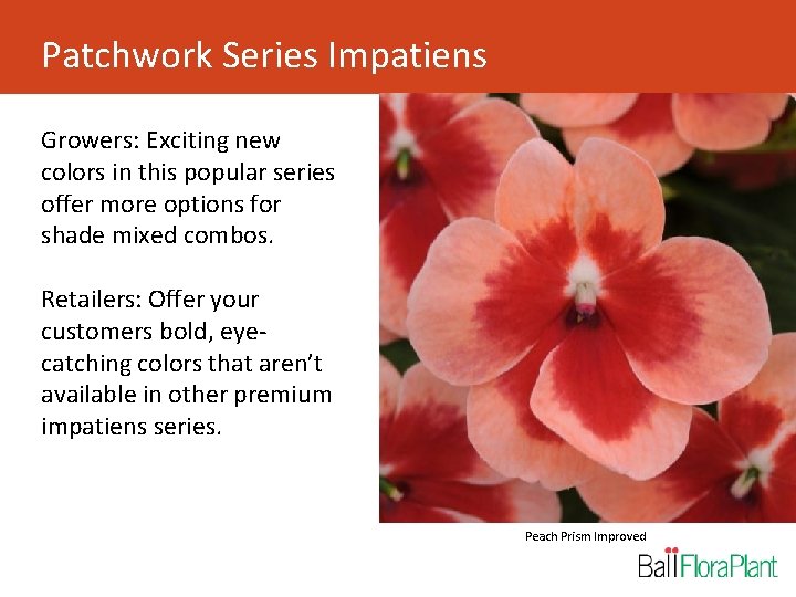 Patchwork Series Impatiens Growers: Exciting new colors in this popular series offer more options