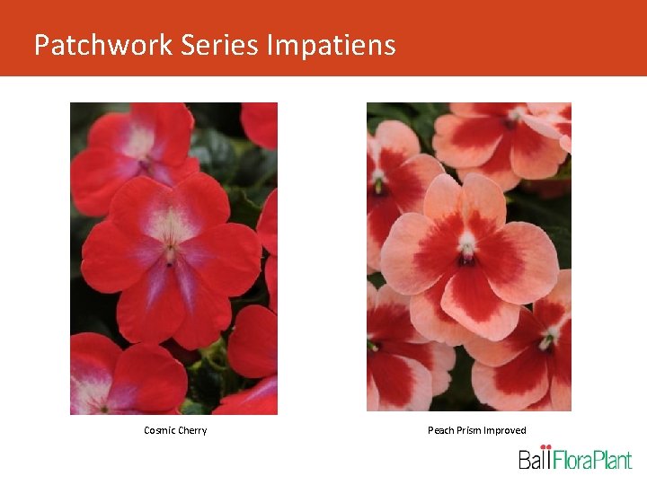 Patchwork Series Impatiens Cosmic Cherry Peach Prism Improved 