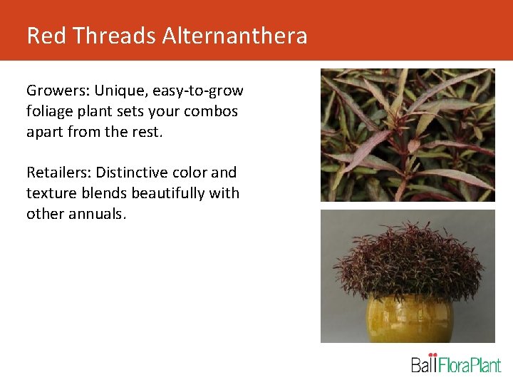 Red Threads Alternanthera Growers: Unique, easy-to-grow foliage plant sets your combos apart from the