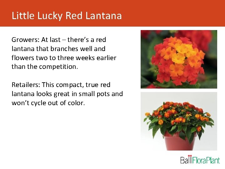 Little Lucky Red Lantana Growers: At last – there’s a red lantana that branches