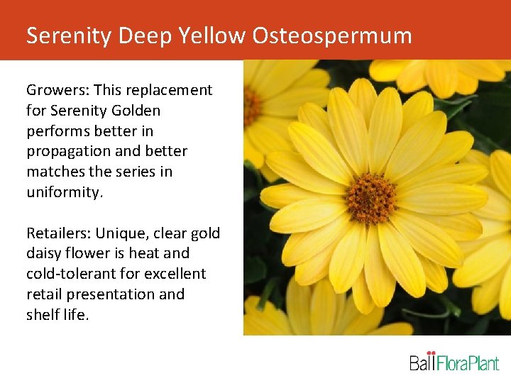Serenity Deep Yellow Osteospermum Growers: This replacement for Serenity Golden performs better in propagation