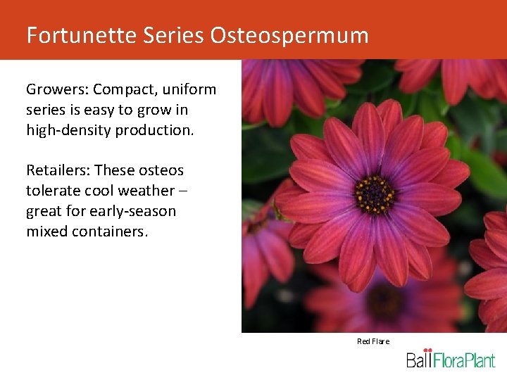 Fortunette Series Osteospermum Growers: Compact, uniform series is easy to grow in high-density production.