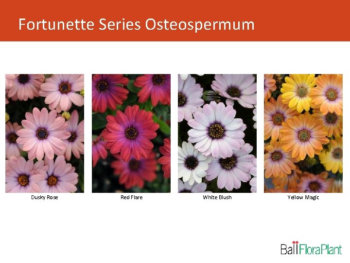 Fortunette Series Osteospermum Dusky Rose Red Flare White Blush Yellow Magic 