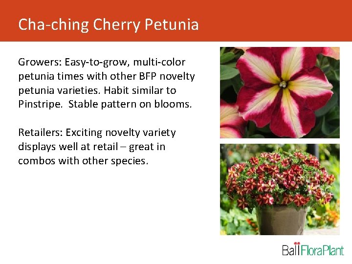 Cha-ching Cherry Petunia Growers: Easy-to-grow, multi-color petunia times with other BFP novelty petunia varieties.