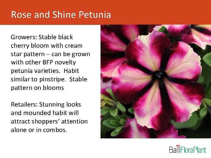Rose and Shine Petunia Growers: Stable black cherry bloom with cream star pattern –
