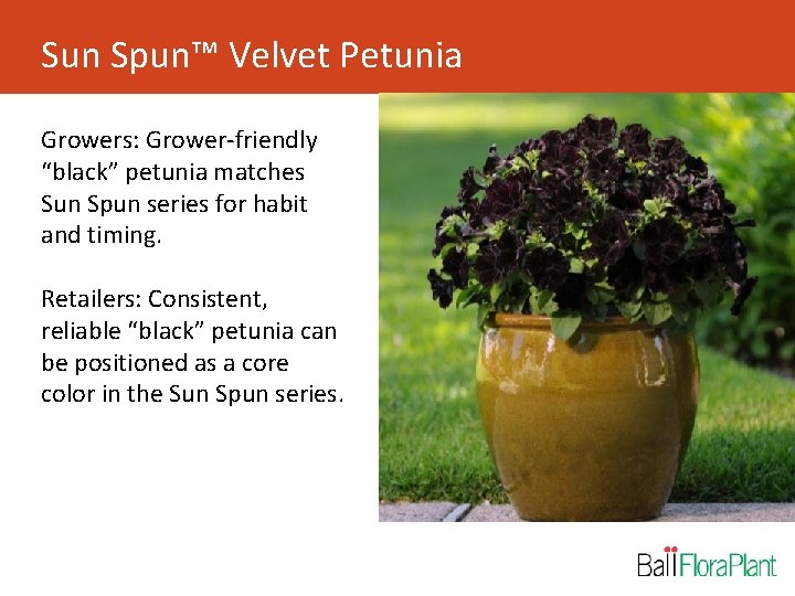 Sun Spun™ Velvet Petunia Growers: Grower-friendly “black” petunia matches Sun Spun series for habit