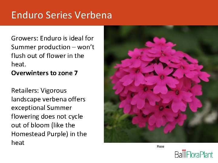 Enduro Series Verbena Growers: Enduro is ideal for Summer production – won’t flush out