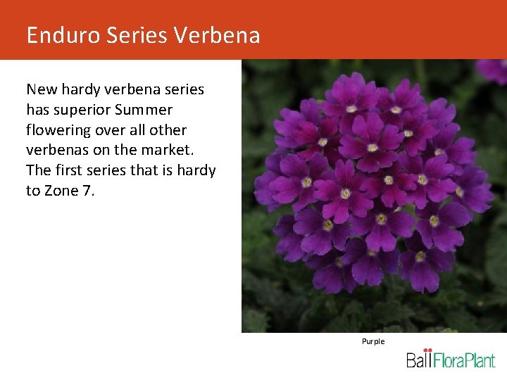 Enduro Series Verbena New hardy verbena series has superior Summer flowering over all other