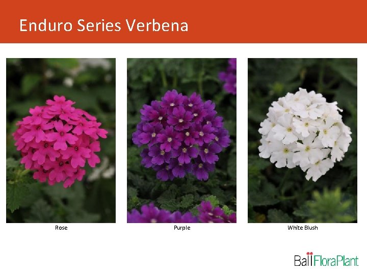 Enduro Series Verbena Rose Purple White Blush 
