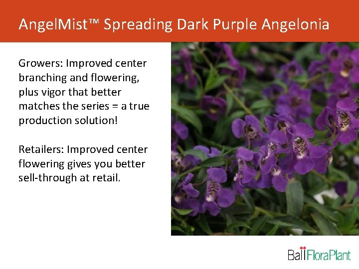 Angel. Mist™ Spreading Dark Purple Angelonia Growers: Improved center branching and flowering, plus vigor