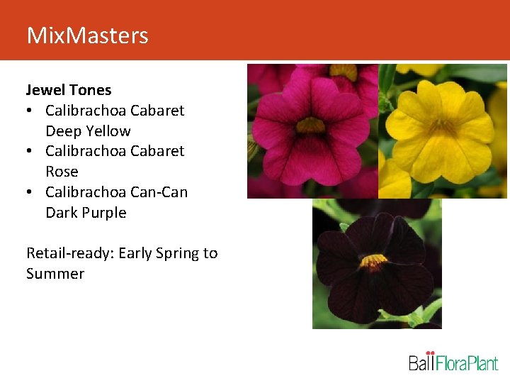 Mix. Masters Jewel Tones • Calibrachoa Cabaret Deep Yellow • Calibrachoa Cabaret Rose •