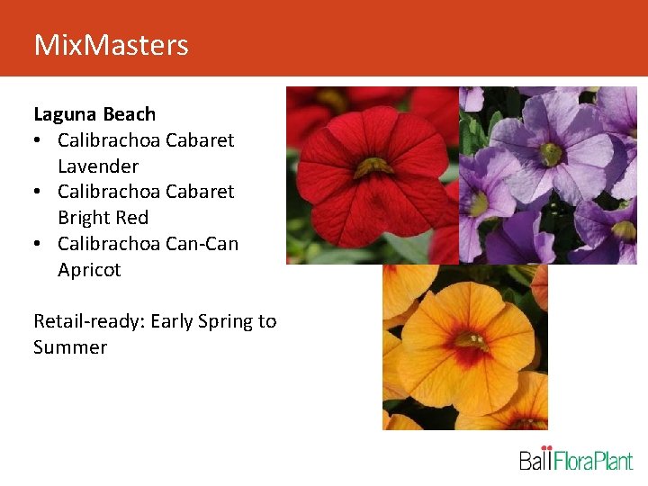 Mix. Masters Laguna Beach • Calibrachoa Cabaret Lavender • Calibrachoa Cabaret Bright Red •