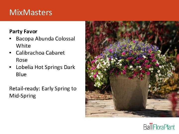 Mix. Masters Party Favor • Bacopa Abunda Colossal White • Calibrachoa Cabaret Rose •