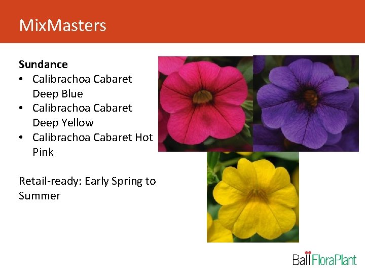 Mix. Masters Sundance • Calibrachoa Cabaret Deep Blue • Calibrachoa Cabaret Deep Yellow •