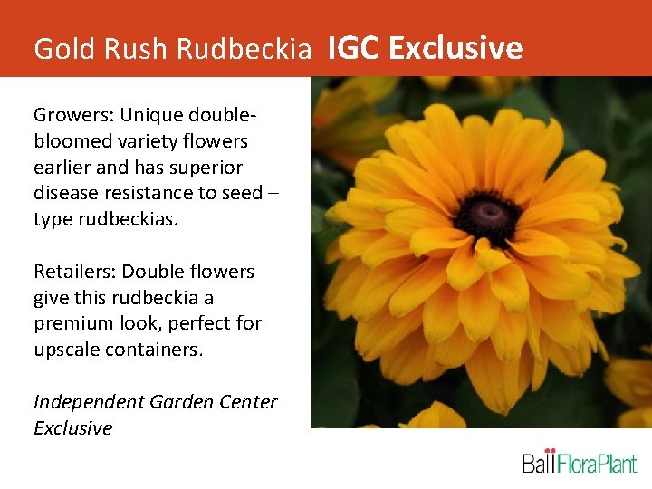 Gold Rush Rudbeckia IGC Exclusive Growers: Unique doublebloomed variety flowers earlier and has superior