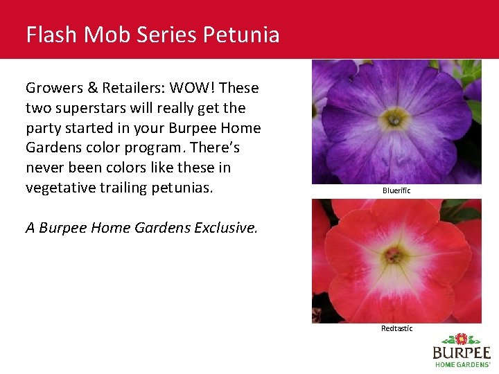 Flash Mob Series Petunia Growers & Retailers: WOW! These two superstars will really get