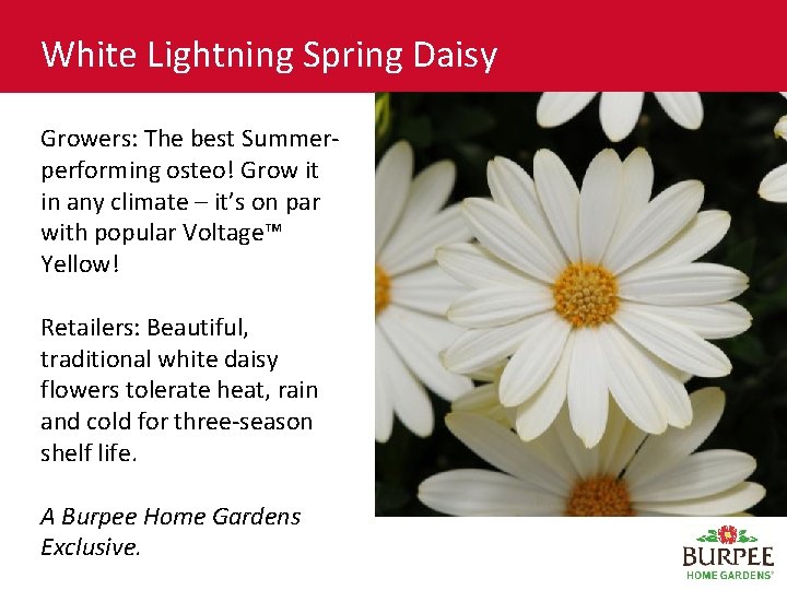 White Lightning Spring Daisy Growers: The best Summerperforming osteo! Grow it in any climate