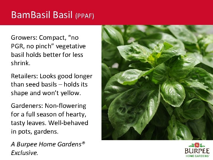 Bam. Basil (PPAF) Growers: Compact, “no PGR, no pinch” vegetative basil holds better for