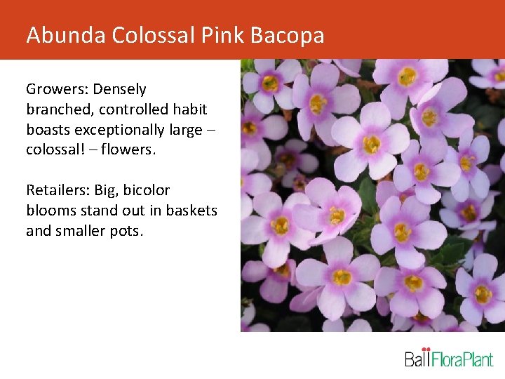 Abunda Colossal Pink Bacopa Growers: Densely branched, controlled habit boasts exceptionally large – colossal!