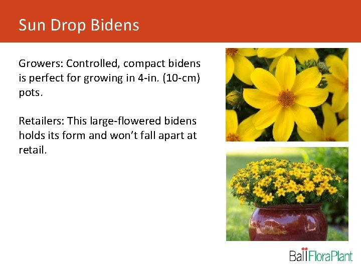 Sun Drop Bidens Growers: Controlled, compact bidens is perfect for growing in 4 -in.