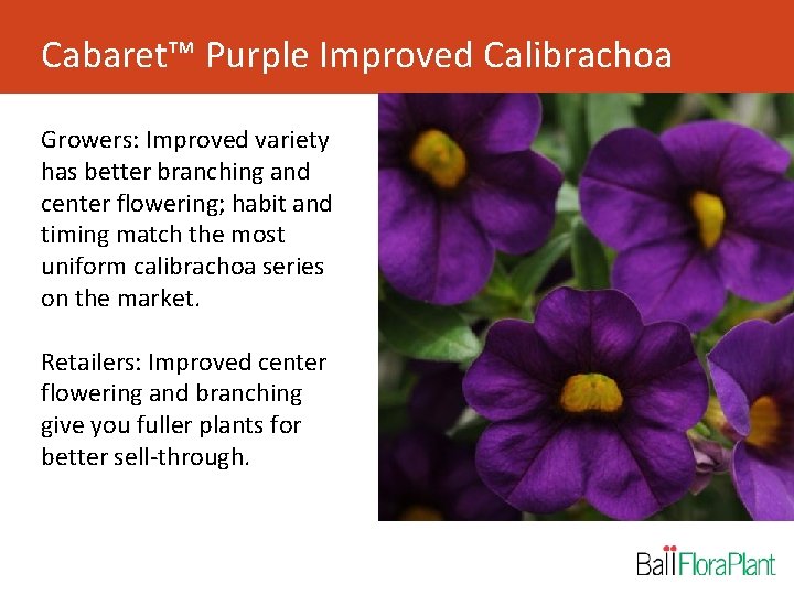 Cabaret™ Purple Improved Calibrachoa Growers: Improved variety has better branching and center flowering; habit