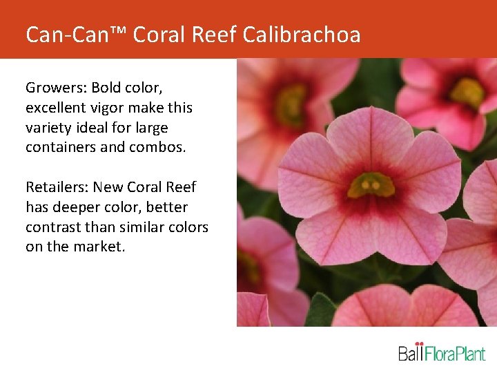 Can-Can™ Coral Reef Calibrachoa Growers: Bold color, excellent vigor make this variety ideal for