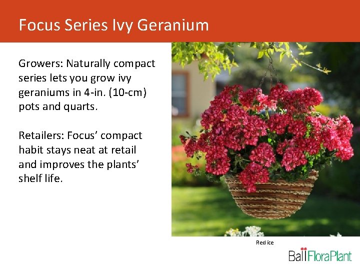 Focus Series Ivy Geranium Growers: Naturally compact series lets you grow ivy geraniums in