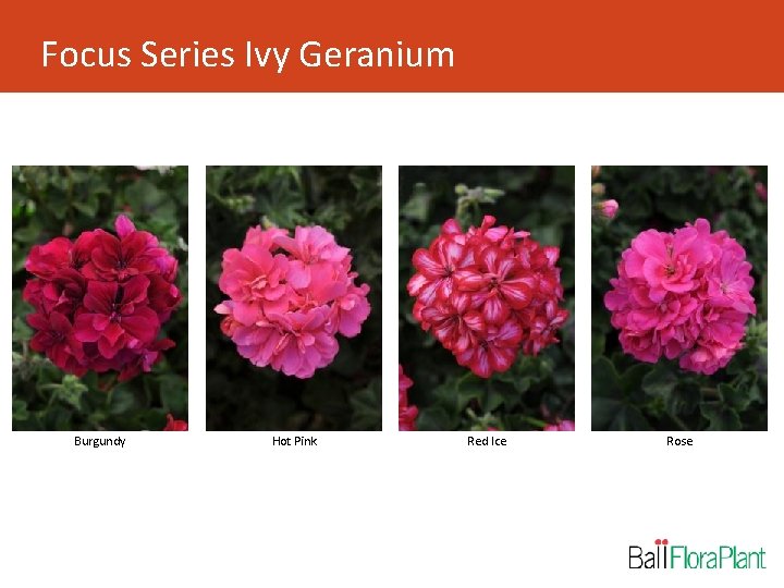Focus Series Ivy Geranium Burgundy Hot Pink Red Ice Rose 