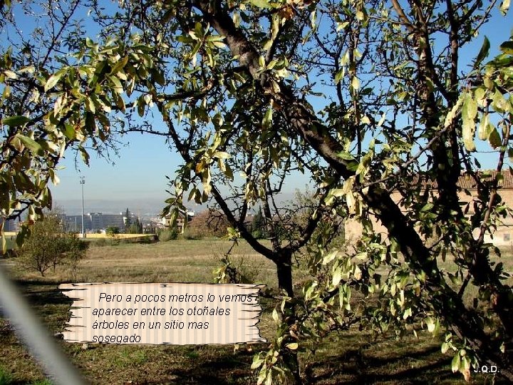Pero a pocos metros lo vemos aparecer entre los otoñales árboles en un sitio Pero a pocos metros lo vemos aparecer entre los otoñales árboles en un sitio