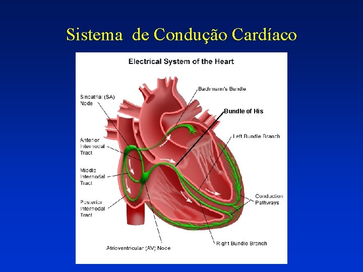 Sistema de Condução Cardíaco Bundle of His Sistema de Condução Cardíaco Bundle of His