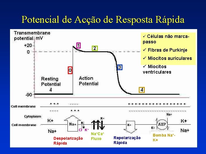 Potencial de Acção de Resposta Rápida ü Células não marca- passo ü Fibras de