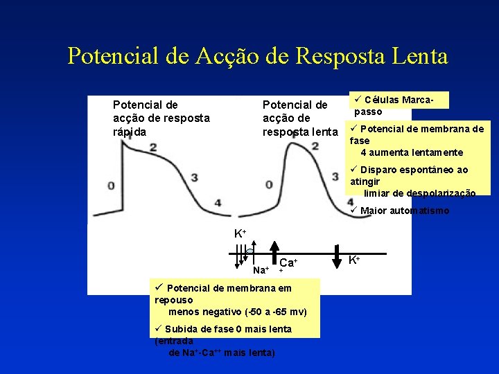 Potencial de Acção de Resposta Lenta Potencial de acção de resposta rápida Potencial de Potencial de Acção de Resposta Lenta Potencial de acção de resposta rápida Potencial de