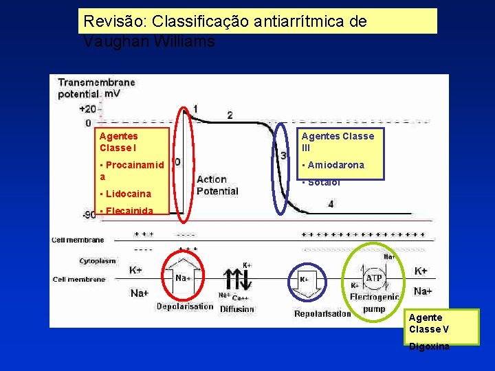 Revisão: Classificação antiarrítmica de Vaughan Williams Agentes Classe III • Procainamid a • Amiodarona Revisão: Classificação antiarrítmica de Vaughan Williams Agentes Classe III • Procainamid a • Amiodarona