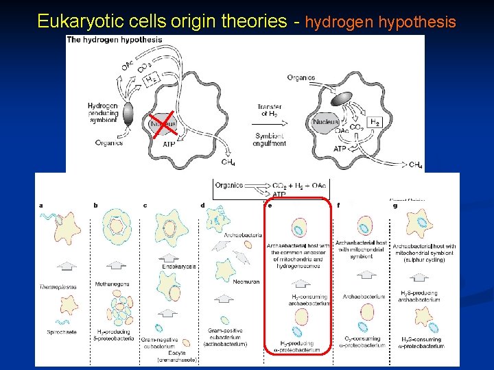 Eukaryotic cells origin theories - hydrogen hypothesis 
