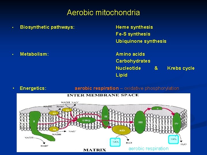 Aerobic mitochondria • Biosynthetic pathways: Heme synthesis Fe-S synthesis Ubiquinone synthesis • Metabolism: Amino