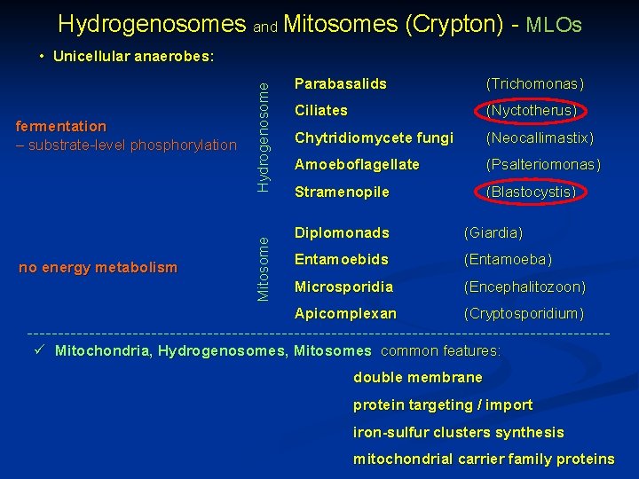 Hydrogenosomes and Mitosomes (Crypton) - MLOs no energy metabolism Mitosome fermentation – substrate-level phosphorylation