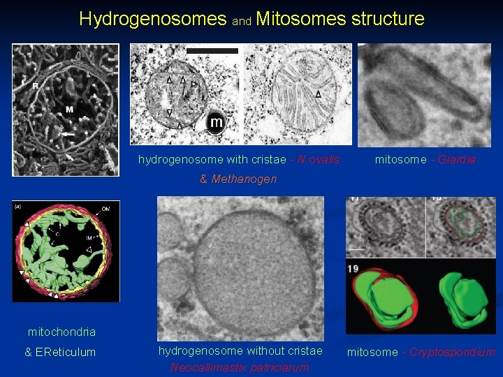 Hydrogenosomes and Mitosomes structure hydrogenosome with cristae - N. ovalis mitosome - Giardia &