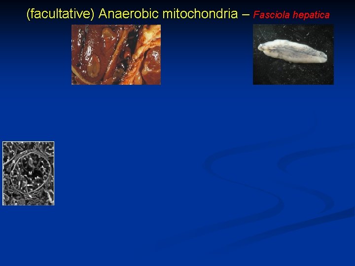 (facultative) Anaerobic mitochondria – Fasciola hepatica 