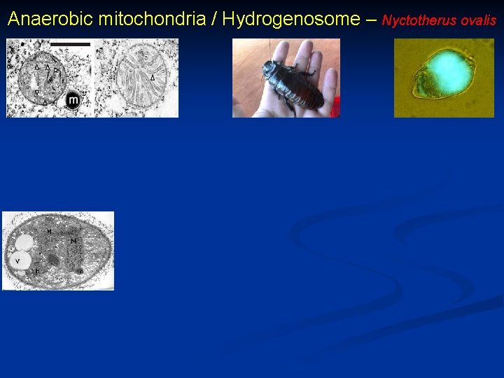 Anaerobic mitochondria / Hydrogenosome – Nyctotherus ovalis 
