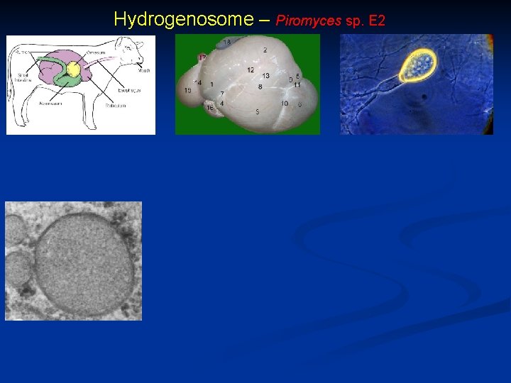 Hydrogenosome – Piromyces sp. E 2 
