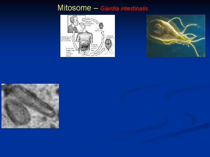 Mitosome – Giardia intestinalis 