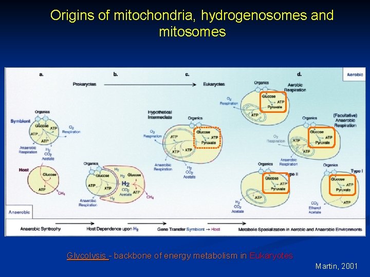 Origins of mitochondria, hydrogenosomes and mitosomes Glycolysis - backbone of energy metabolism in Eukaryotes