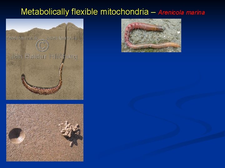 Metabolically flexible mitochondria – Arenicola marina 