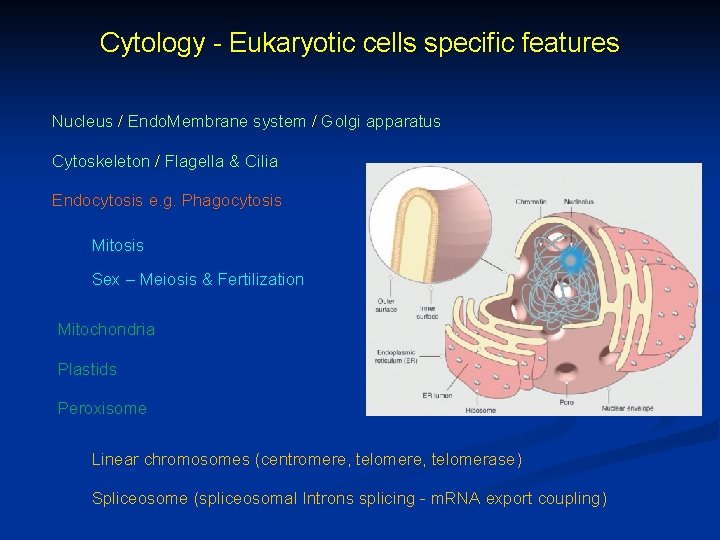 Cytology - Eukaryotic cells specific features Nucleus / Endo. Membrane system / Golgi apparatus