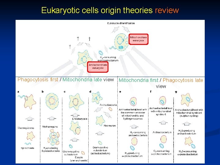 Eukaryotic cells origin theories review Phagocytosis first / Mitochondria late view Mitochondria first /