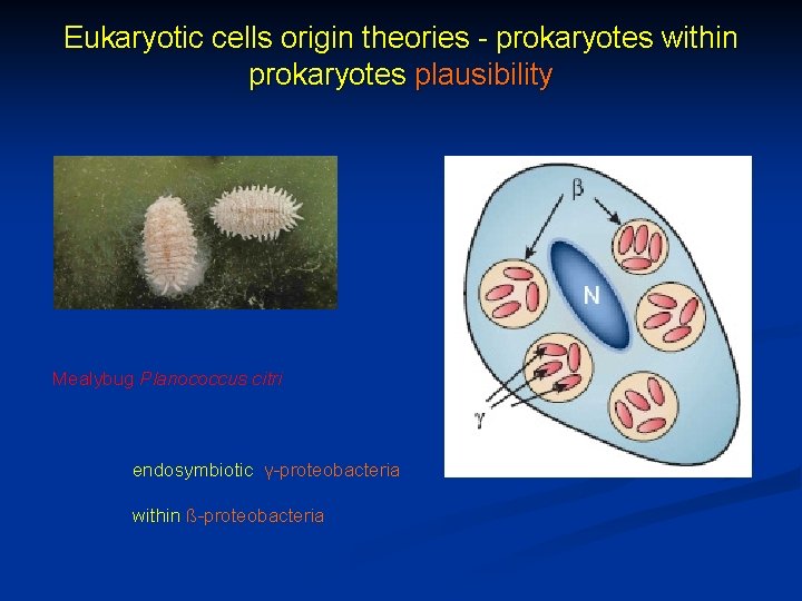 Eukaryotic cells origin theories - prokaryotes within prokaryotes plausibility Mealybug Planococcus citri endosymbiotic γ-proteobacteria