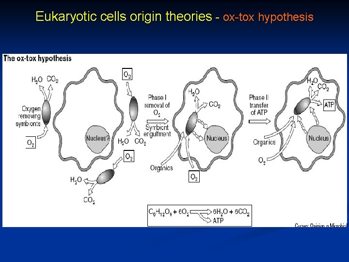 Eukaryotic cells origin theories - ox-tox hypothesis 